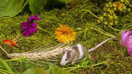 a cute little mouse close upの写真素材