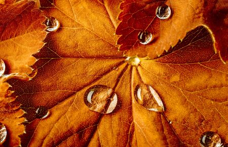 fall leaf with rain drops close up - the macro detail