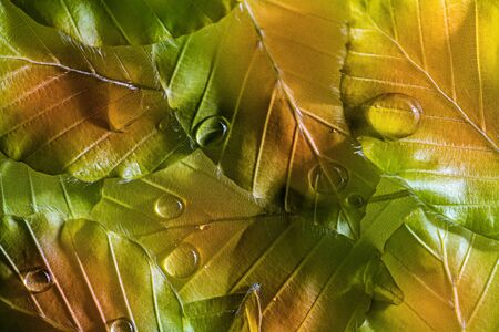 dewy foliage with rain drops in macro detail