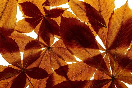 leaf from Horse chestnut tree - Aesculus hippocastanum 