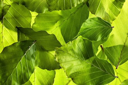 background from spring green leaves - macroの写真素材