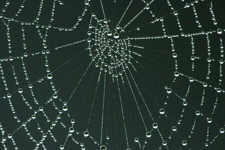 spider net with rain dropsの写真素材