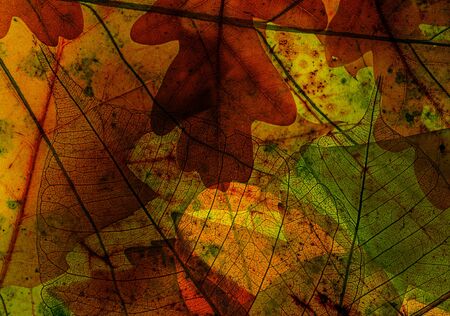 autumn leaves in the detail