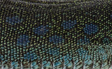 ocellated lizard or jewelled lizard  - Timon lepidus or Lacerta lepidus
