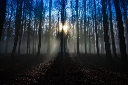 a beautiful sunrise in an old foggy forestの写真素材