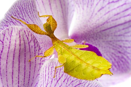 insect - Phyllium bioculatum as known as Leaf insect or walking leaveの写真素材