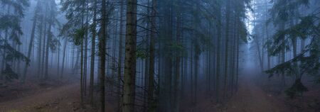 an old foggy forest with paths - autumn