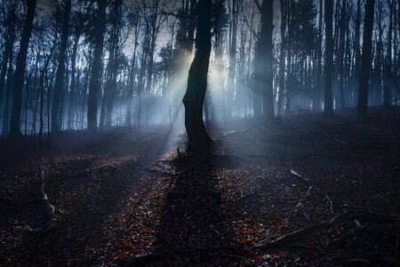 an old foggy forest - autumn
