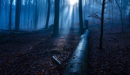 an old foggy forest - autumnの写真素材