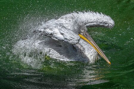 a bathing pelican close upの写真素材