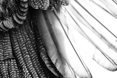 the background from feathers - macro photoの写真素材