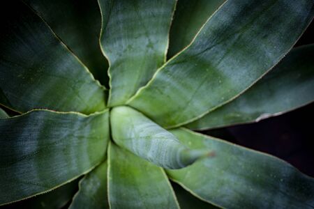 aloe plant close up in the detailの写真素材