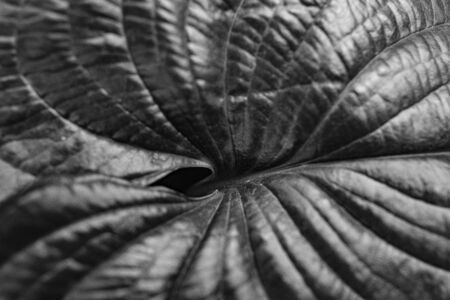 leaf close up in black and whiteの写真素材