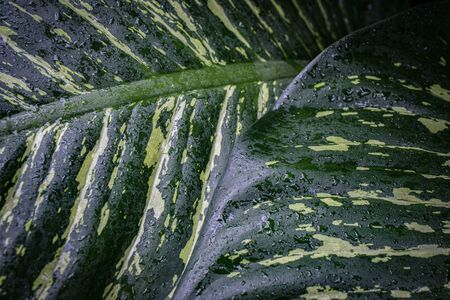 green leaves close up in the detail