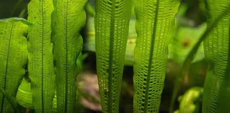 Aponogeton madagascariensis aquarium plant close up