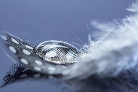 feather with water drop - macro photographyの写真素材