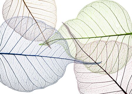 colored leaves on white background - textured background
