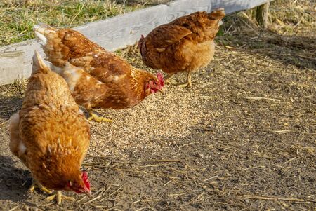 hens in the garden on a farm - free breedingの写真素材