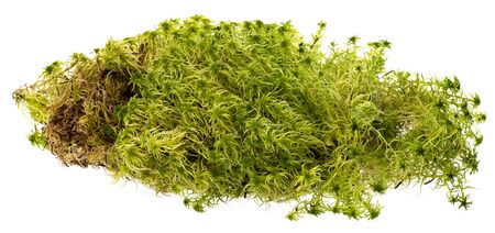 moss - Sphagnum - peat moss close upの写真素材