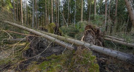 trees uprooted by storm in the forest