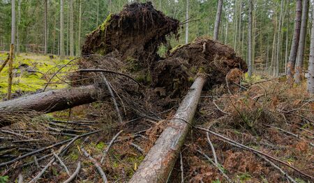 trees uprooted by storm in the forestの写真素材