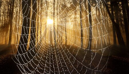a beautiful sunrise and dewy spider web in an old foggy forestの写真素材
