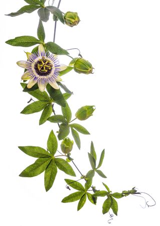 Passion  flower - passiflora isolated on white backgroundの写真素材
