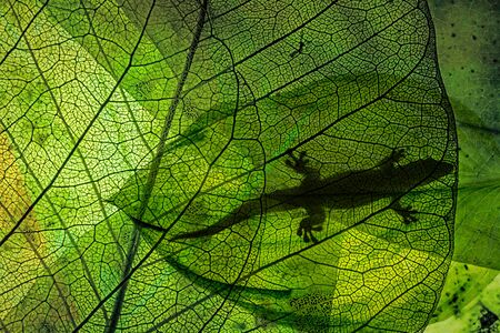 lizard silhouette on green leaf close up in the detailの写真素材