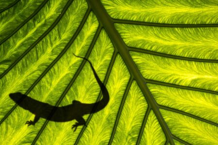 shadow of lizard on exotic leaf in detailの写真素材