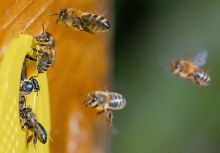 bees flying to the hive - bee breeding (Apis mellifera)