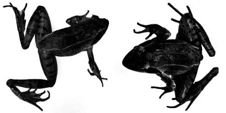 black frog silhouettes on white backgroundの写真素材