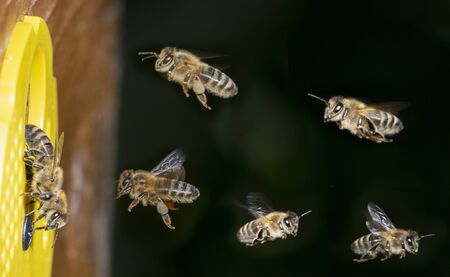 bees flying to the hive - bee breeding (Apis mellifera)の写真素材