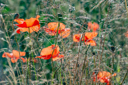 red poppies on a field close upの写真素材