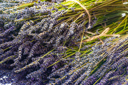 Bunch of dry lavender flowersの写真素材