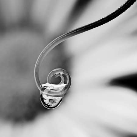 flower with dew drops - macro black and white photographyの写真素材