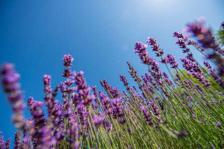Lavender flower close up in the gardenの写真素材