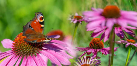 panoramic view - the garden with Echinacea flowers and peacock butterflyの写真素材