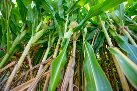 Corn (Zea mays) on a field