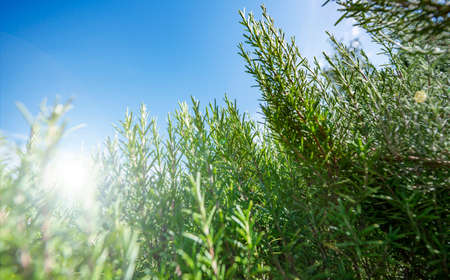 Rosemary herb plant in the garden
