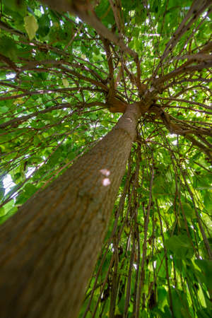 a big tree umbrella close up in the detail
