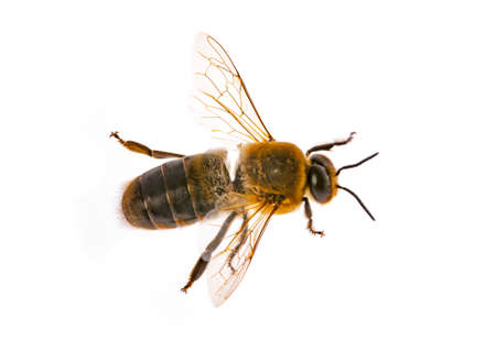 big drone bees (male honey bee) isolated on white