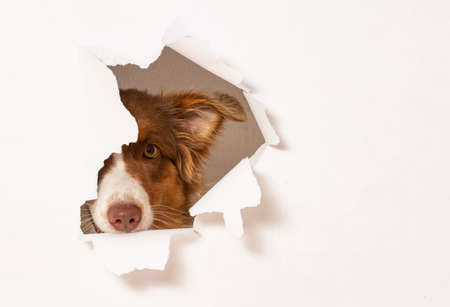 Australian Shepherd dog photographed in a paper holeの写真素材