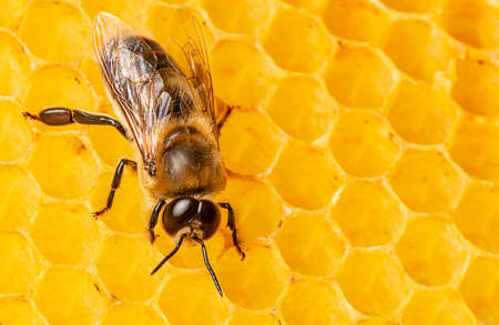 big drone bee (male honey bee) close up on bee frameの写真素材