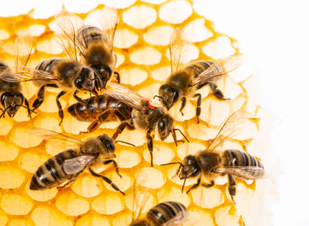 the queen (apis mellifera) marked with dot and bee workers around her - bee colony life