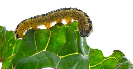 Caterpillars of the Pieris brassicae (Large White Butterfly, cabbage butterfly, cabbage white,...