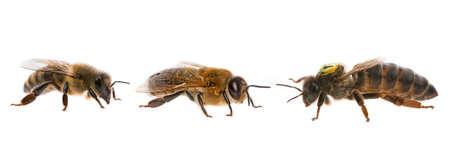 bee queen mother and drone and bee worker - three types of bee (apis mellifera)の写真素材