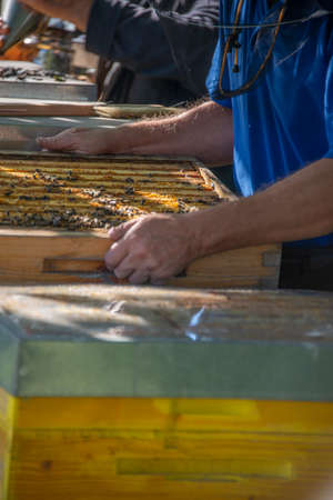 control of bee diseases - beekeeper doing bee treatment against a varroa mite, Varroa destructor