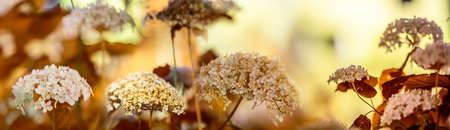white viburnum flowers in the autumnal garden close upの写真素材