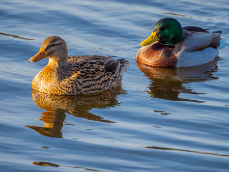 wild ducks on a pond in winter - The mallard (Anas platyrhynchos) duckの写真素材