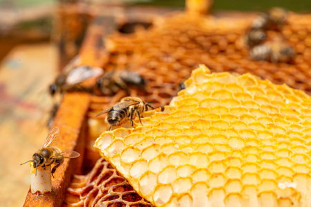 beeswax - beeswax comb close up